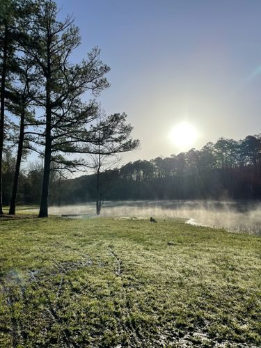 Escape to Daisy State Park: Where Nature's Beauty Blooms