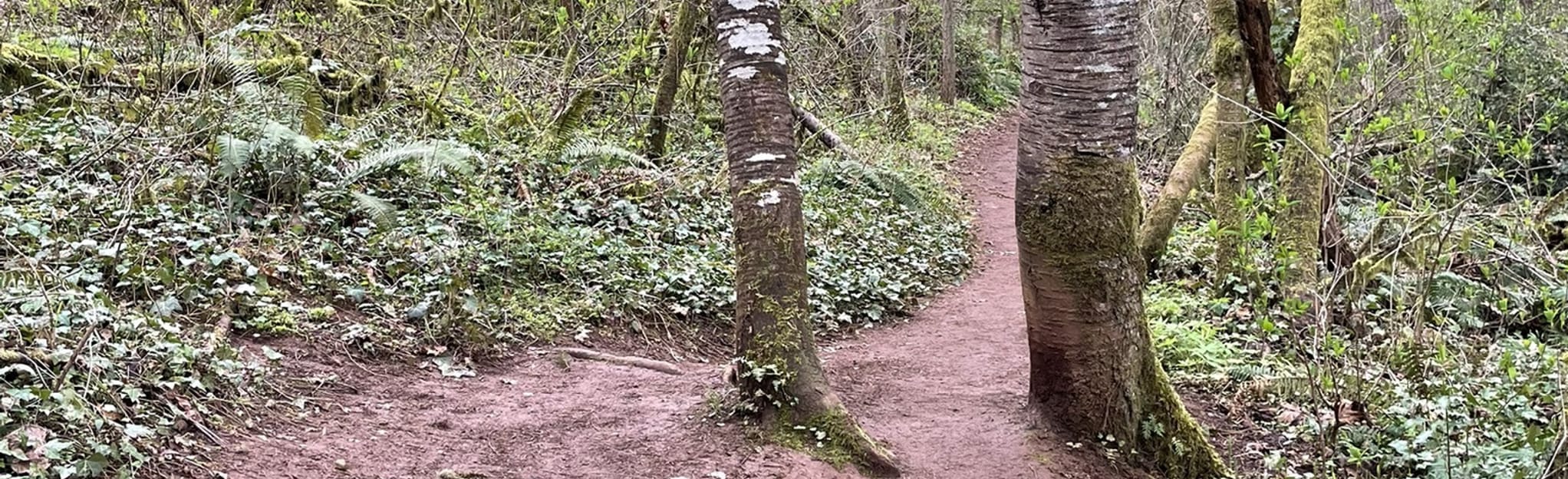 Croisan Creek Trail, Oregon 190 Reviews, Map AllTrails