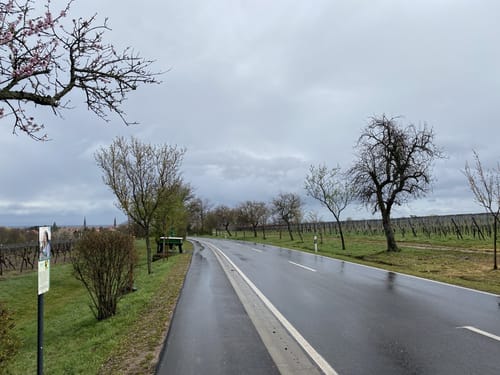 Edenkoben: Runde im Rosengarten