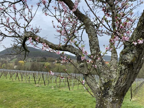 Edenkoben: Runde im Rosengarten