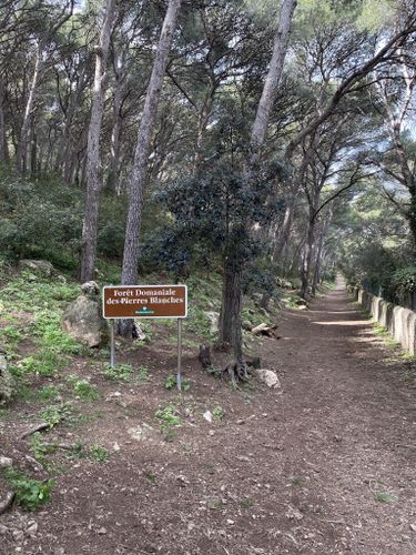 La forêt des Pierres Blanches