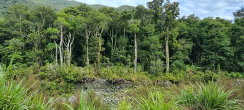 Best Hikes and Trails in Tararua Forest Park | AllTrails