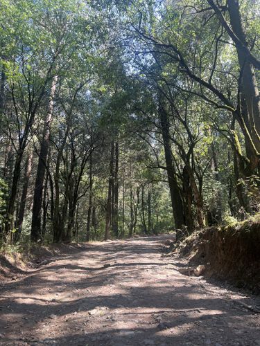 Las mejores rutas para pasear en Parque Nacional Desierto de los Leones en  2023 | AllTrails