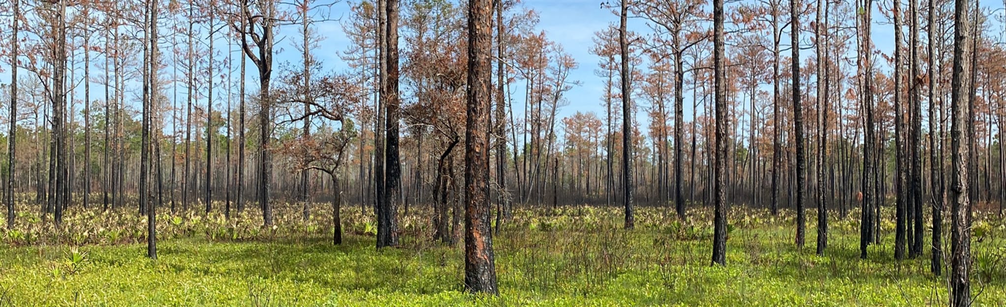 Dunn's Farm Trail 404 Reviews, Map Florida AllTrails