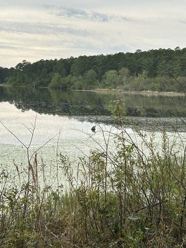 Best Hikes and Trails in Bear Lake Recreation Area | AllTrails