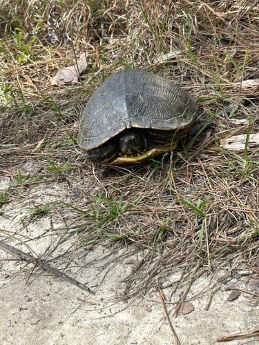 Best Hikes and Trails in Bear Lake Recreation Area | AllTrails