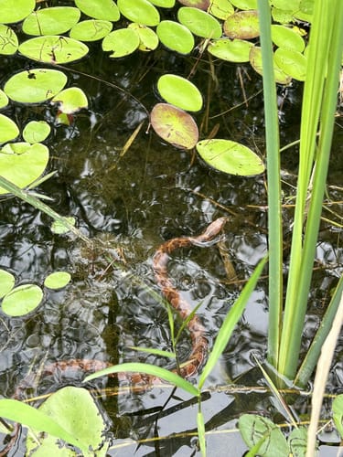 Best Hikes and Trails in Bear Lake Recreation Area | AllTrails