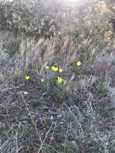 2023 Best Forest Trails in ViolsenLaval AllTrails