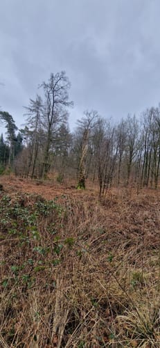 Siebensternweg und Pappenhuser Sunder
