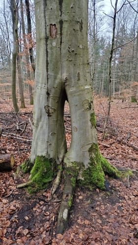 Siebensternweg und Pappenhuser Sunder