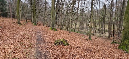 Siebensternweg und Pappenhuser Sunder