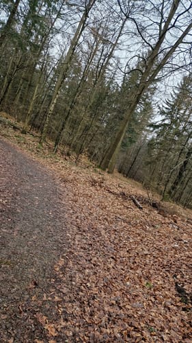 Siebensternweg und Pappenhuser Sunder