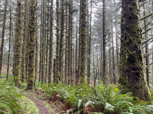 10 Best Trails and Hikes in Gold Beach | AllTrails