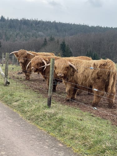 Dierscheid
