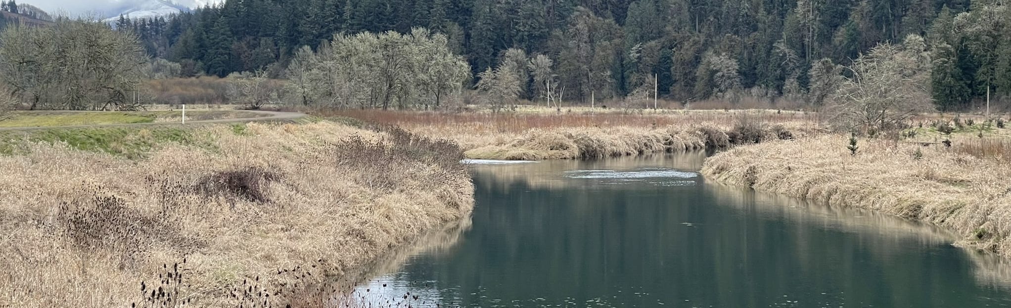 Coweeman River Trail Tam O'Shanter Park 64 fotos Washington AllTrails