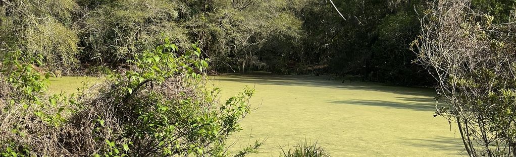 A spooky sort of setting for a hike, the Willow Pond Trails at Fort Clinch  State Park circle glowing greenish pits dug by the Civilian…