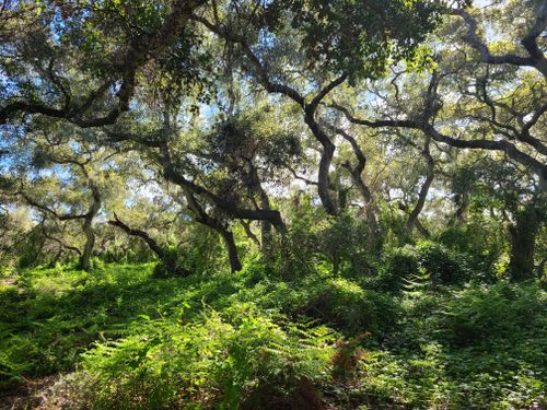 Los Osos Oaks State Reserve Hour