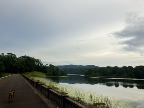 are dogs allowed at rocky creek dam