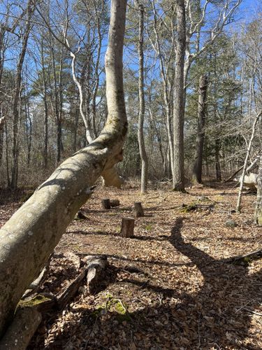 Best Hikes and Trails in Woodcock Preserve | AllTrails