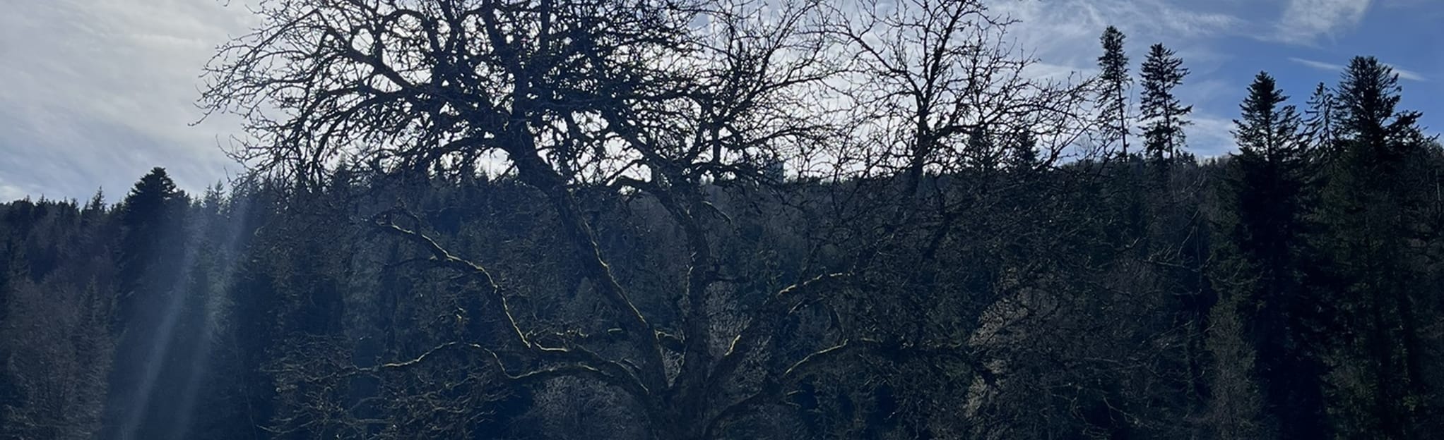 Chemin de Reule 23 Reviews, Map Fribourg, Switzerland AllTrails