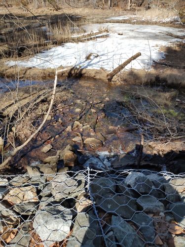 Escape the City, Embrace the Trees: Your Guide to the New Hampshire Urban Forestry Center