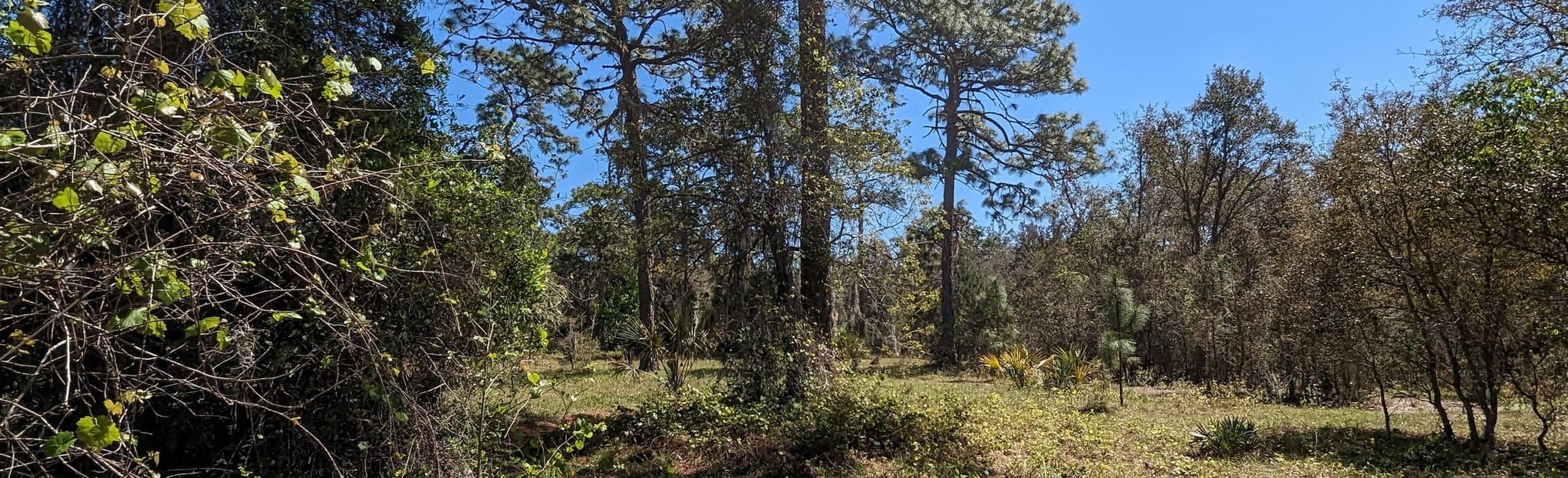Markham Woods The Hammock Trail, Florida 122 Reviews, Map AllTrails