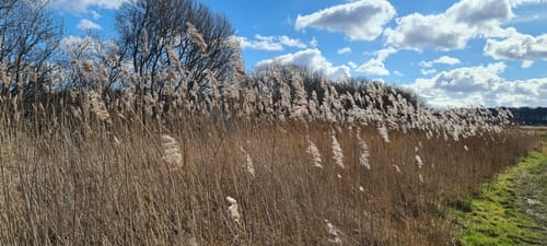 Zum Ahrensee