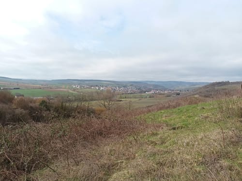 Wald, Wein & Horizonte (Premiumwanderweg)
