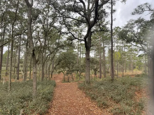 10 Best Hikes and Trails in Ocala National Forest | AllTrails