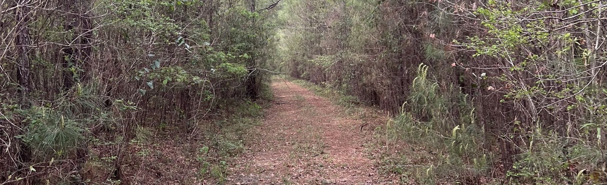 Black Creek Hiking Trail: North from MS-29, Mississippi - 39 Reviews ...