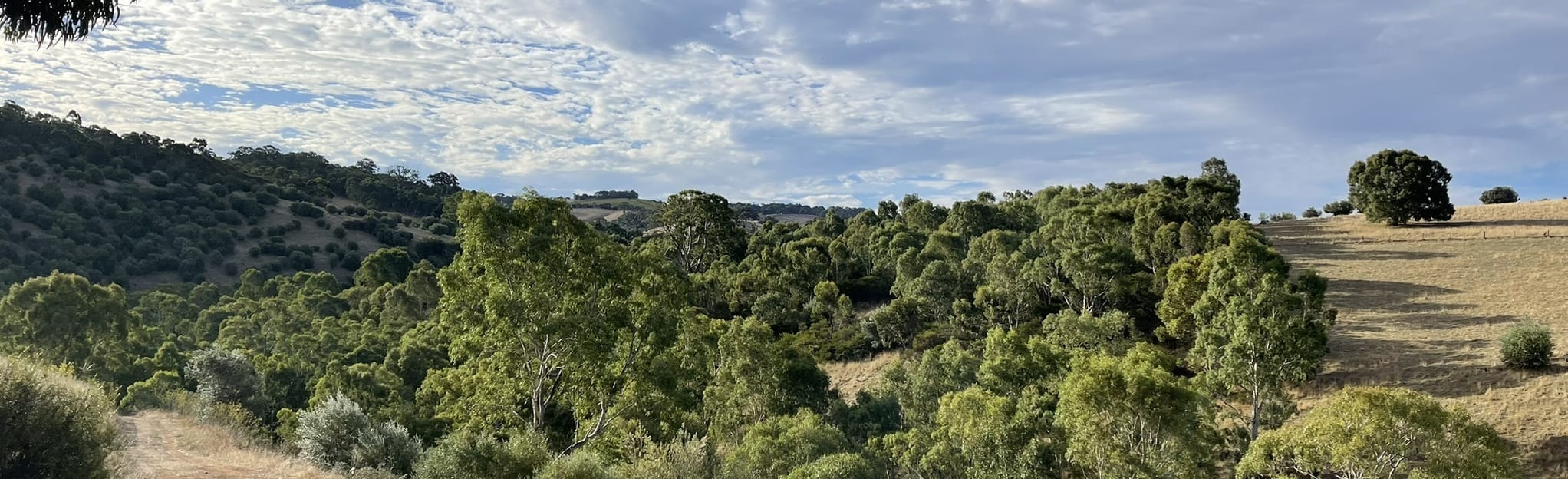 Onkaparinga Sundews, Bakers Gully, and Echidna Hike 38 Reviews