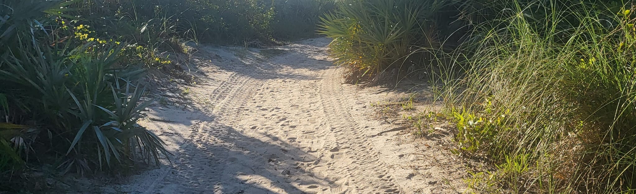 Smyrna Dunes Dog Beach Trail 7 Reviews, Map Florida AllTrails
