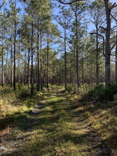 Best Hikes And Trails In Green Swamp Wilderness Preserve Alltrails