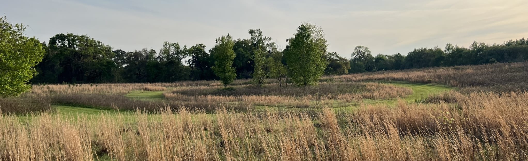 J. R. Alford Greenway Loop, Florida 335 Reviews, Map AllTrails