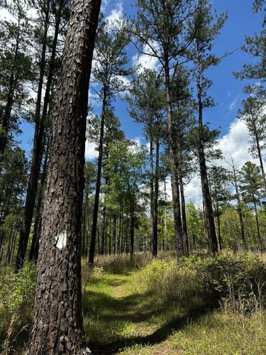 Best Hikes and Trails in Piedmont National Wildlife Refuge | AllTrails