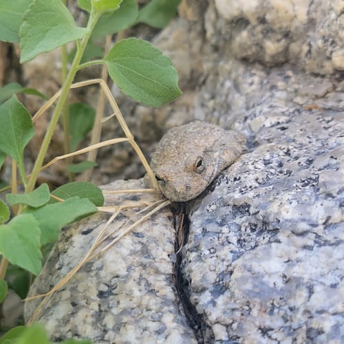 2023 Best Off Road Driving Trails in Tucson AllTrails