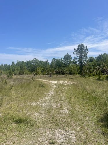 Best Hikes and Trails in Aripeka Sandhills Preserve | AllTrails