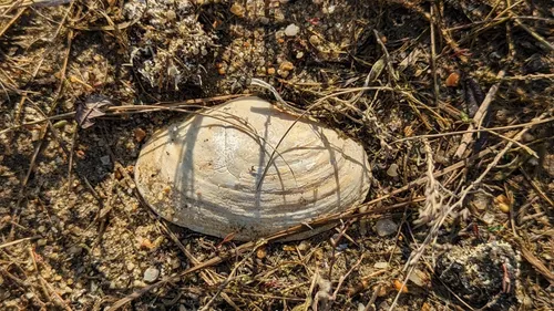 Best Hikes and Trails in Rumney Marsh Reservation AllTrails