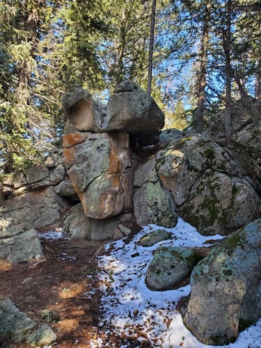 2023 Best Forest Trails in Flying J Ranch Park | AllTrails