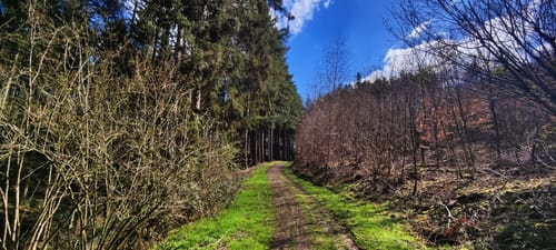 MTB-Tour: Trier - Korlingen - Kernscheid