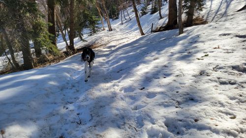 are dogs allowed off leash up mueller park canyon