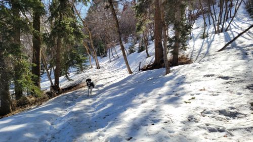 are dogs allowed off leash up mueller park canyon