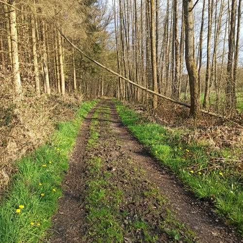 Wanderweg W3 (Weyerbusch)