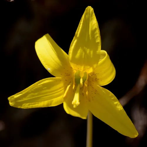 Best Wild Flowers Trails in Fort Mitchell AllTrails