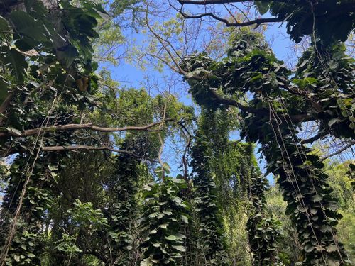 Honolua Jungle, The jungle on the pathway to Honolua Bay, mikebelgard@sbcglobal.net