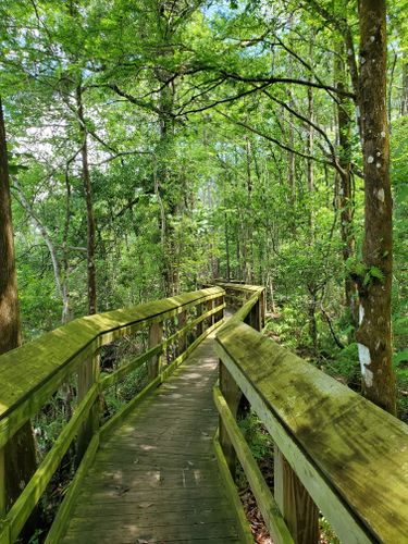 Best Hikes and Trails in Sawmill Slough Preserve | AllTrails