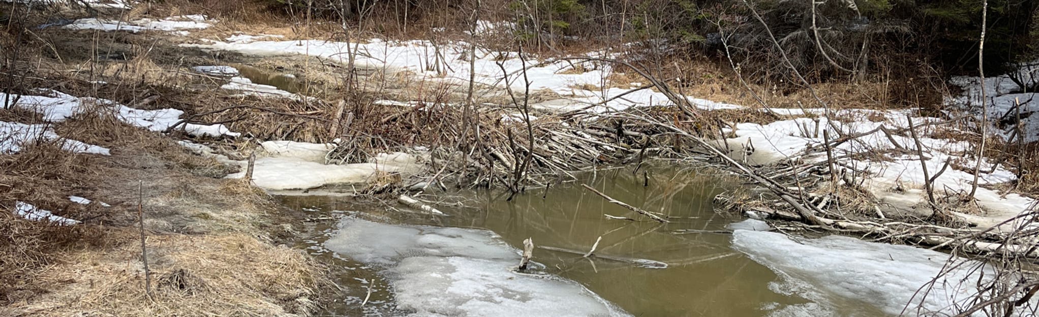 Sentiers du Lac Rouyn Le Héron 59 Fotos Québec, Kanada AllTrails