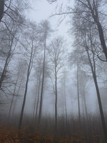 Eichenberg zu dem Gersberg