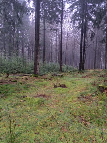 Eichenberg zu dem Gersberg