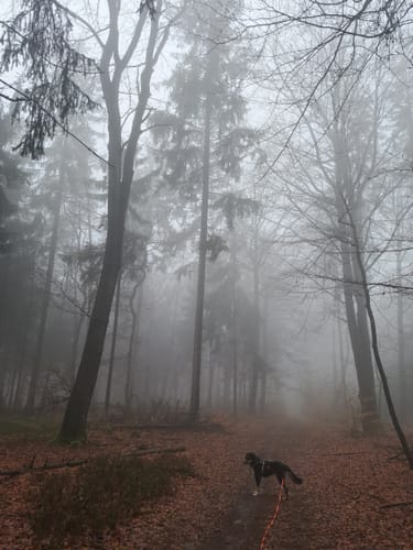 Eichenberg zu dem Gersberg